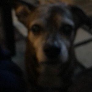 Meet your Posher, Judie